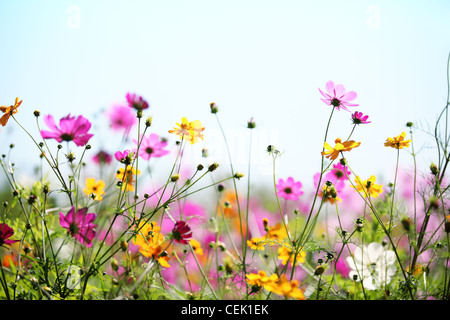 Daisy Blume gegen blauen Himmel, flachen Dof. Stockfoto