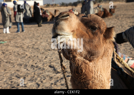 Kopf eines Kamels auf safari Stockfoto