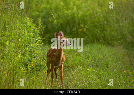 White-tailed Kitz im Sommer Stockfoto