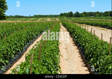 Landwirtschaft - Grossfeld mulched, bewässerten und abgesteckt Frischmarkt Tomatenpflanzen / in der Nähe von Hamburg, Arkansas, USA. Stockfoto