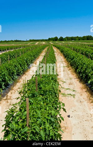 Landwirtschaft - Grossfeld mulched, bewässerten und abgesteckt Frischmarkt Tomatenpflanzen / in der Nähe von Hamburg, Arkansas, USA. Stockfoto