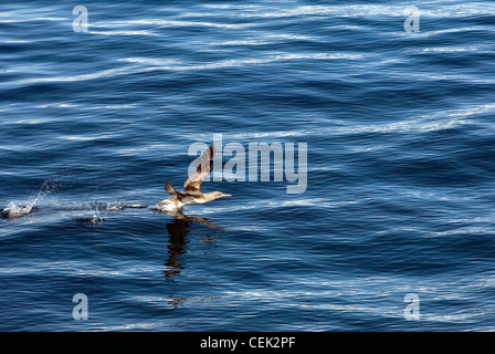 Juvenile Gannet Sula Bassana Vogel Seevogel ergreift die Flucht aus der Oberfläche des Meeres. Häufig in vielen schottischen, UK Küstengebiete Stockfoto