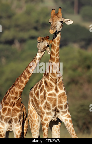Interaktion zwischen zwei Giraffen (Giraffa Plancius), Südafrika Stockfoto