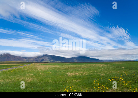 Wiese voller Wildblumen, Island Stockfoto