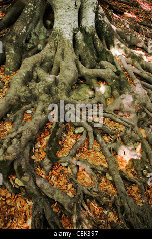 Starke Wurzeln eine alte Buche hielt fest am Boden Stockfoto
