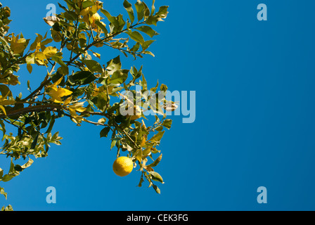 Nach einigen Tagen der heftige Frost zerstörten Zitronenbaum Stockfoto