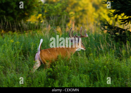 White-tailed Buck weglaufen Stockfoto