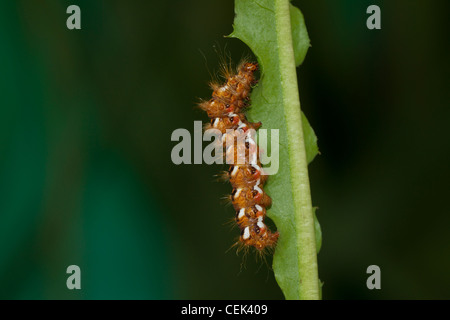 Acronicta Rumicis Ampferrindeneule Stockfoto