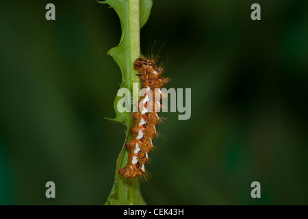 Acronicta Rumicis Ampferrindeneule Stockfoto