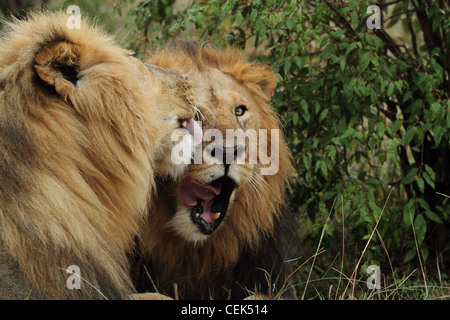 Männlichen afrikanischen Löwen in Masai Mara, Kenia Stockfoto