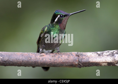 Lila-throated Mountaingem männlichen - Lampornis calolaemus Stockfoto