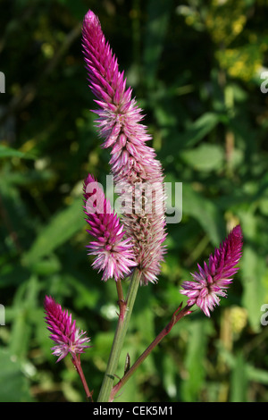 Rosa/Lila Garten Blumen "Plumed Cockscomb' - Celosia argentea, Costa Rica Stockfoto