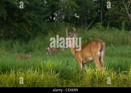 White-tailed Buck aus samt Stockfoto