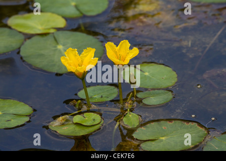 Europaeische Seekanne, Nymphoides peltata, gesäumte Seerose Stockfoto