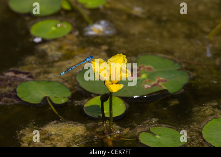 Europaeische Seekanne, Nymphoides peltata, gesäumte Seerose Stockfoto
