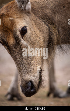 Rothirsch in einem Safari-Park, im Sommer an einem heißen sonnigen Tag eine Porträt Nahaufnahme Foto Stockfoto