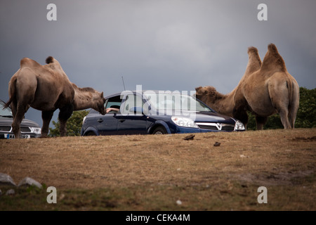 Kamele bei einer Fahrt auf Safari-Parks rund um ein Auto, wo die Passagiere und die breite Öffentlichkeit füttern sind Stockfoto