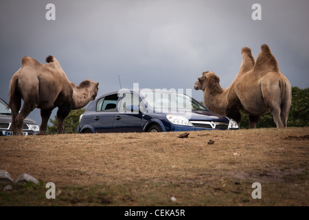 Kamele bei einer Fahrt auf Safari-Parks rund um ein Auto, wo die Passagiere und die breite Öffentlichkeit füttern sind Stockfoto