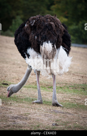 Ein emu Strauß bei einem Safaripark Zoo Fütterung Essen Rasen in einem lokalen Reserve-Bereich Stockfoto