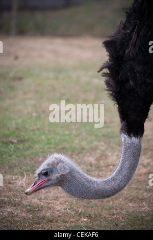 Ein emu Strauß bei einem Safaripark Zoo Fütterung Essen Rasen in einem lokalen Reserve-Bereich Stockfoto