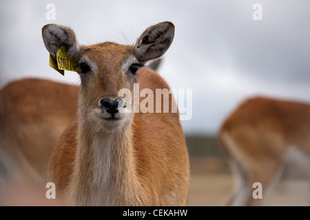 Rothirsch in einem Safari-Park, im Sommer an einem heißen sonnigen Tag eine Porträt Nahaufnahme Foto Stockfoto