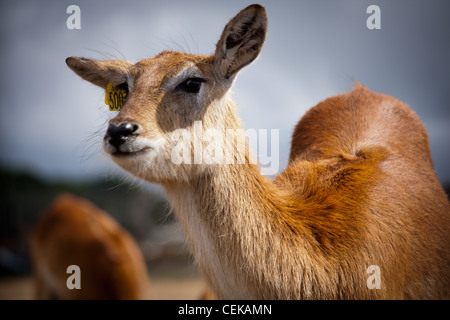 Rothirsch in einem Safari-Park, im Sommer an einem heißen sonnigen Tag eine Porträt Nahaufnahme Foto Stockfoto