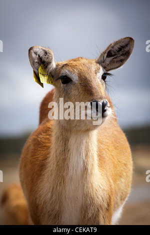 Rothirsch in einem Safari-Park, im Sommer an einem heißen sonnigen Tag eine Porträt Nahaufnahme Foto Stockfoto