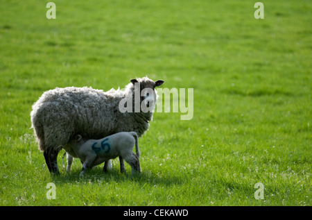 Ein Lamm, Fütterung von seiner Mutter. Stockfoto