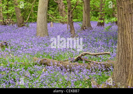 Bluebell Blumen wachsen in einem Wald. Stockfoto