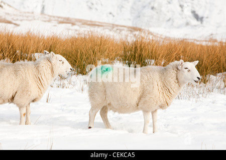 Schafe auf Wansfell über Ambleside im Lake District, UK, mit Blick auf die Kentmere Fells. Stockfoto