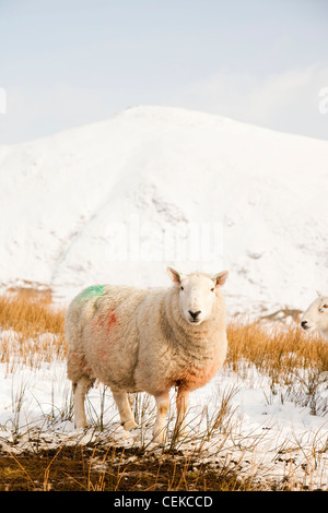 Schafe auf Wansfell über Ambleside im Lake District, UK, mit Blick auf die Kentmere Fells. Stockfoto