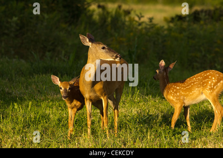 White-tailed Doe mit Kitzen Stockfoto