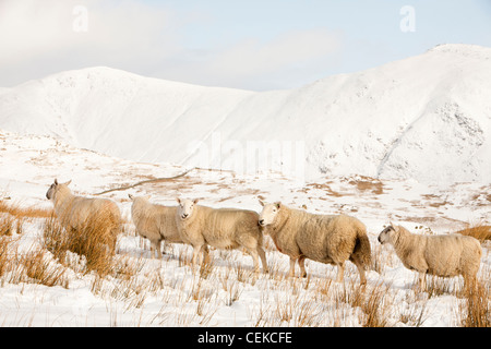 Schafe auf Wansfell über Ambleside im Lake District, UK, mit Blick auf die Kentmere Fells. Stockfoto