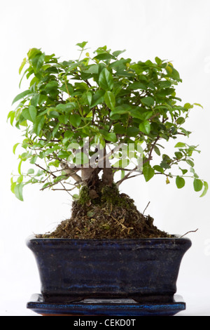 Ein vier Jahre Alter Bonsai-Baum in einem Topf auf weiß Stockfoto