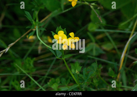 Birdsfoot Kleeblatt Stockfoto