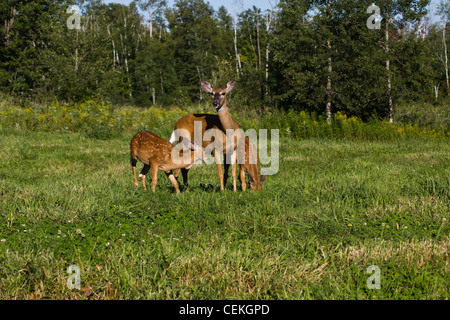 White-tailed Doe mit Kitzen Stockfoto