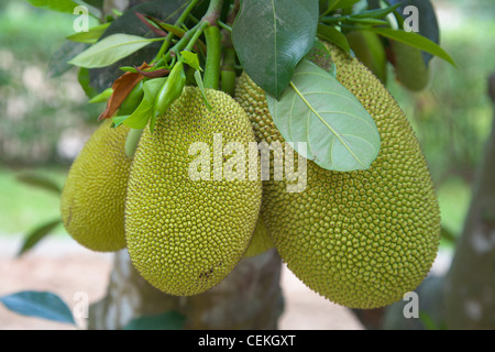 Jackfrucht, Artocarpus Heterophyllus, Vietnam Stockfoto