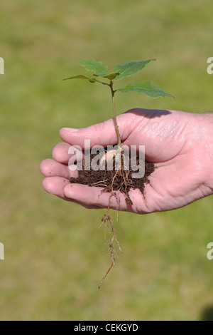 Eiche Bäumchen in einem mans Hand Stockfoto