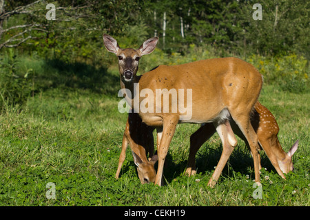 White-tailed Doe mit Kitzen Stockfoto