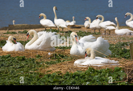 Kolonie von nisten Schwäne, Abbotsbury Swannery, Dorset, England Stockfoto