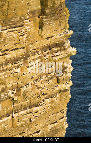 Noupe Head Seevogel Klippen auf der Insel Westray, Orkney Inseln, Schottland. Stockfoto