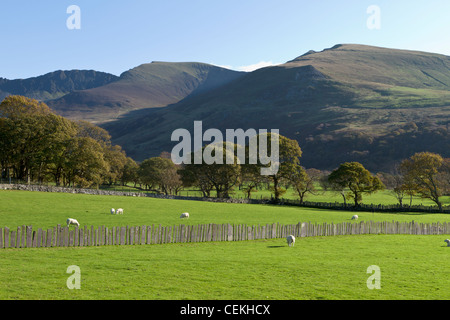 Schafe in einem Feld, Snowdonia, Wales Stockfoto