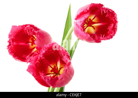 Schöne Tulpen mit einer Franse auf weißem Hintergrund Stockfoto