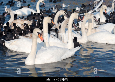 Vögel (Schwäne und Blesshühner) werden vom Ices im Schwarzen Meer, ein seltenes Phänomen blockiert letztes Mal kam es 1977, Odessa, Ukraine Stockfoto