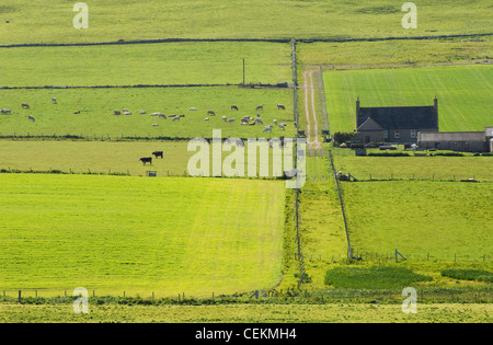 Ackerland auf der Insel Westray im Sommer, Orkney Inseln, Schottland. Stockfoto