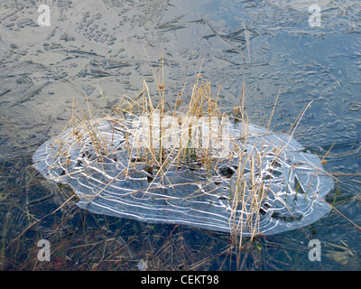 lange in einem mattierten See Rasen / Langes Gras in Einem Gefrorenen See Stockfoto