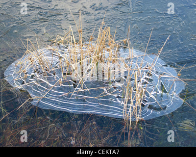 lange in einem mattierten See Rasen / Langes Gras in Einem Gefrorenen See Stockfoto