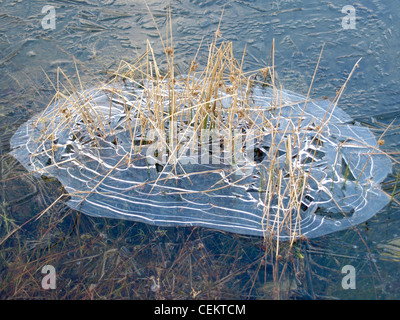 lange in einem mattierten See Rasen / Langes Gras in Einem Gefrorenen See Stockfoto