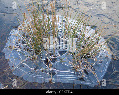 lange in einem mattierten See Rasen / Langes Gras in Einem Gefrorenen See Stockfoto