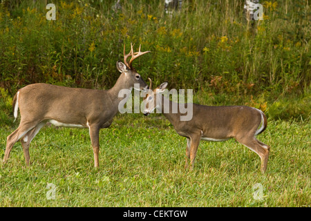 White-tailed Dollar im Herbst Stockfoto